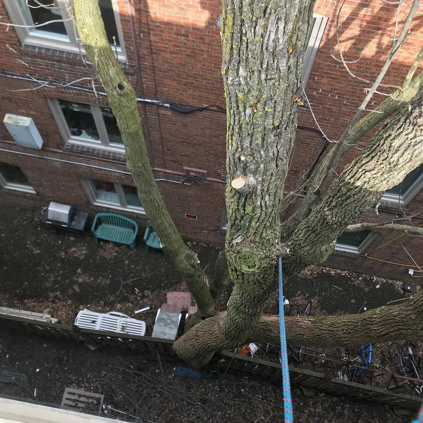 A rope-access arborist working high above a courtyard worksite
