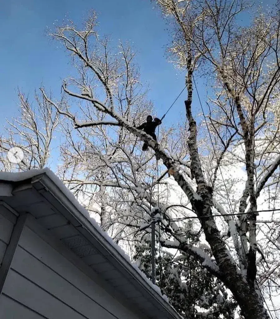 Green Leaf arborist dismantling a tall tree above a residential property