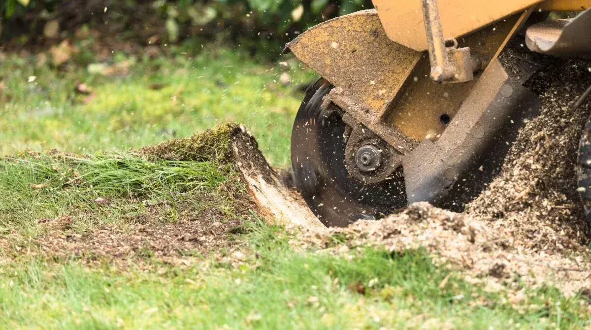 Stump Grinding & Removal