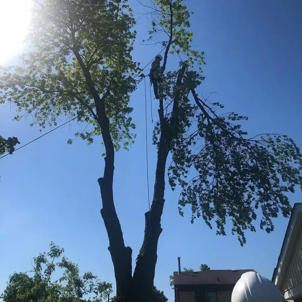 Tree Pruning