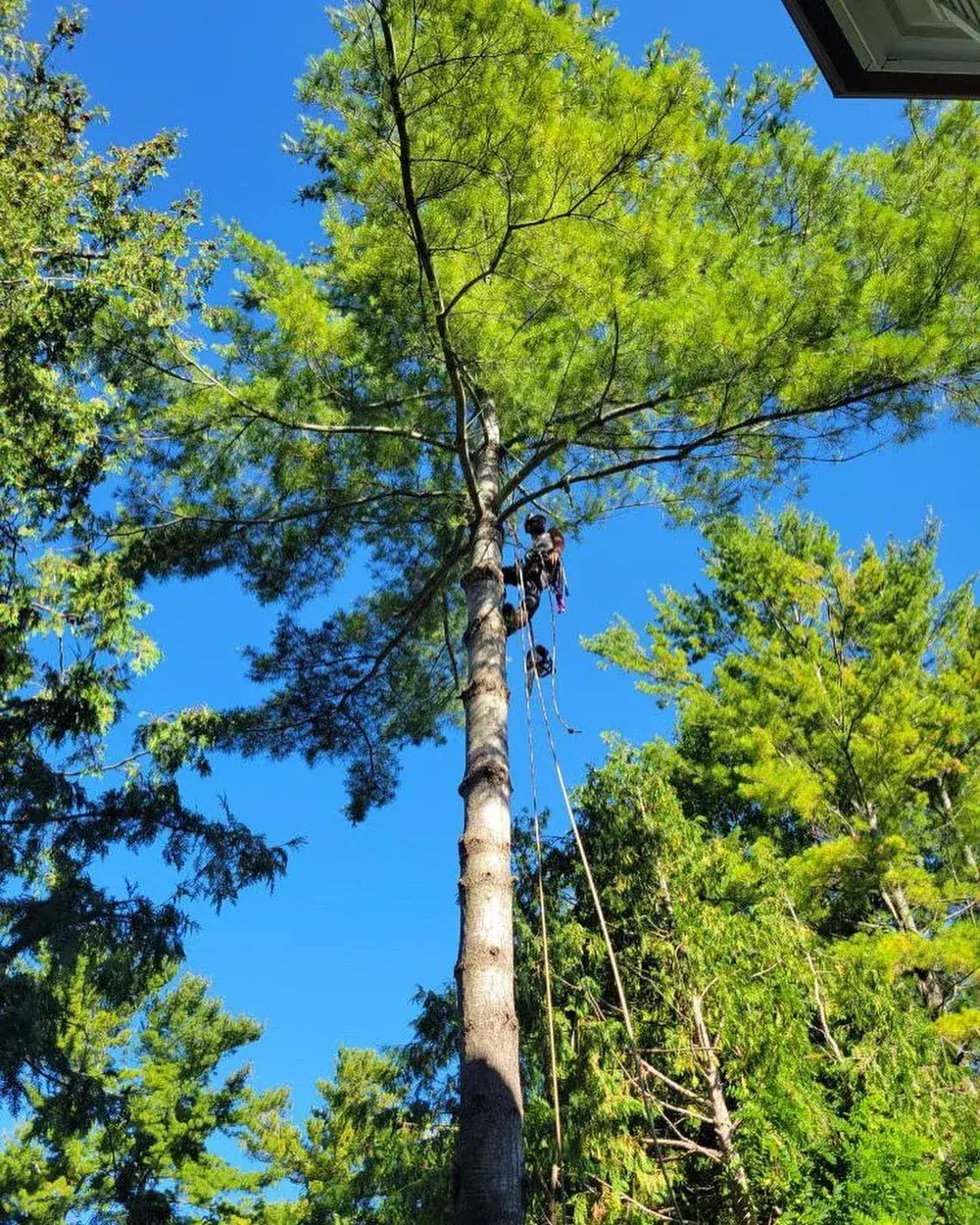 Tree Removal